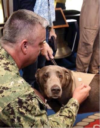 Above Left: Lt. Cmdr. Finley Lewis, a support dog, was promoted to his current rank during a ceremony on the Naval Health Clinic Corpus Christi quarterdeck on June 20.